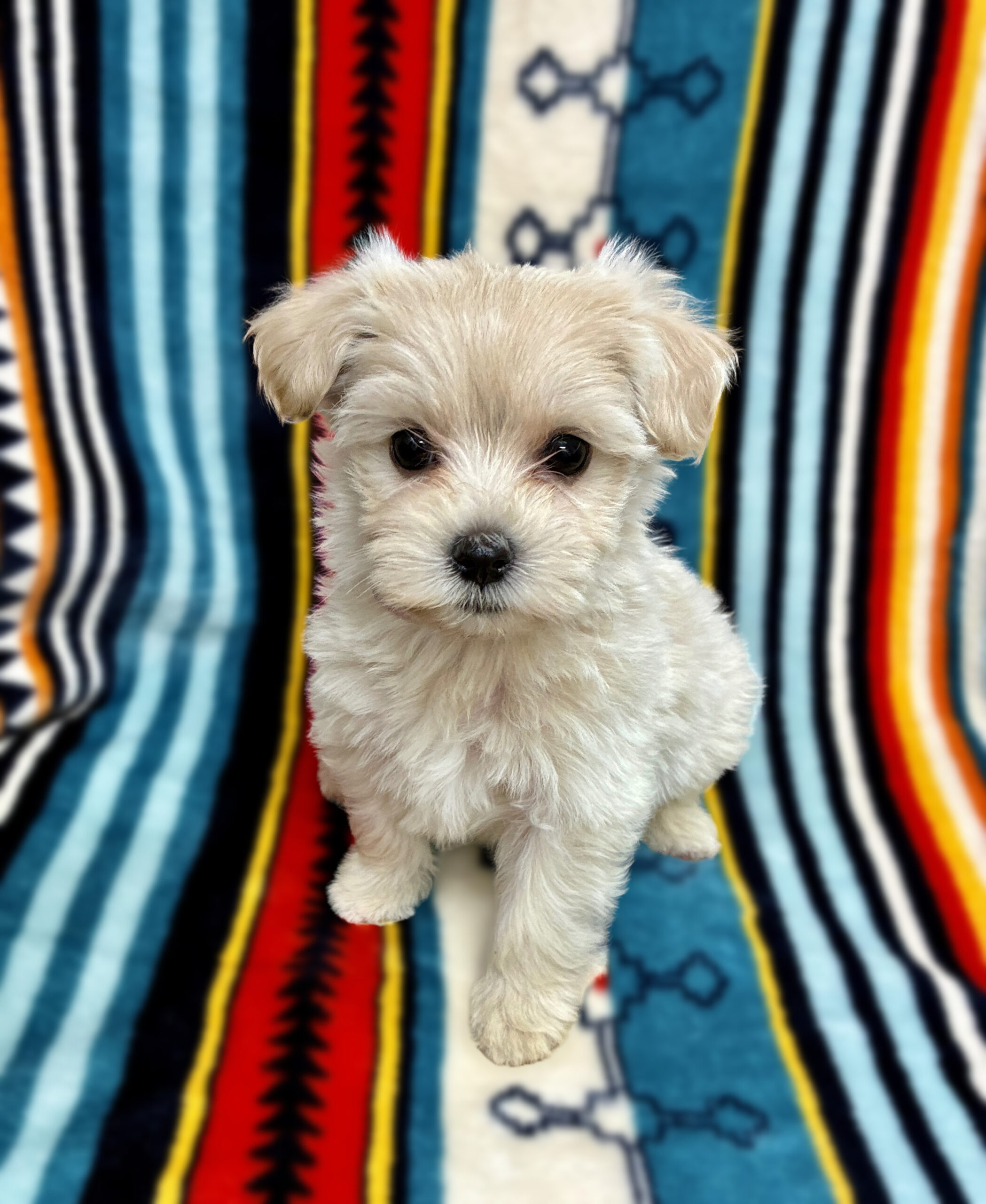 超かわいいマルプーたちお披露目！！ | 愛犬グループ 福山愛犬美容師会