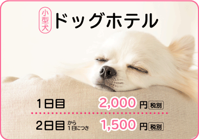 小型犬ドッグホテル